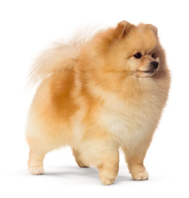 Lulu da pomerania lobo Clearance
