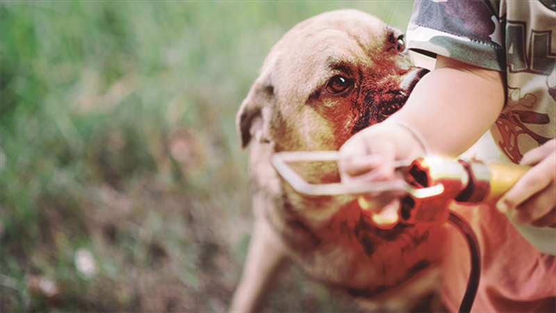 Estima-se que existem hoje no Brasil cerca de 52 milhões de cães, e sua interação com seres humanos, embora traga inúmeros benefícios para a saúde física e psicológica de ambas as espécies, pode ter algumas consequências negativas, como maus-tratos, abandono e zoonoses, além de agressões ao ser humano, em especial as mordeduras. Créditos: 249 Anurak 