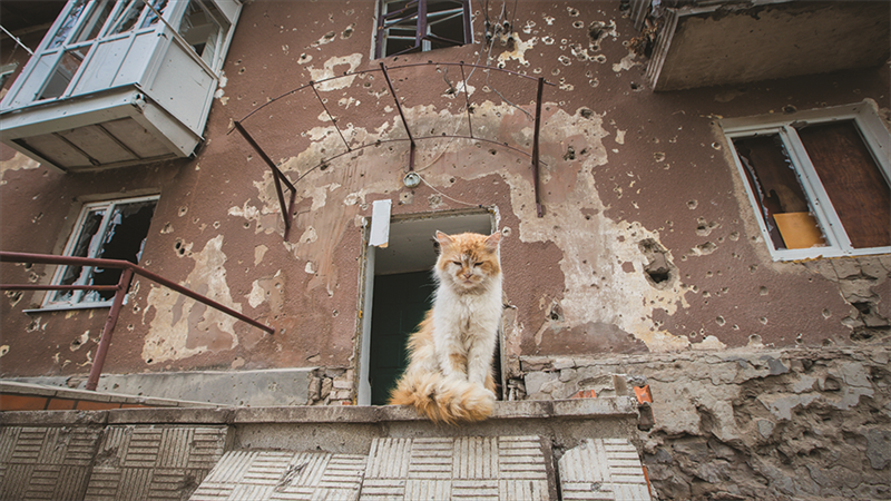 Gato junto a uma casa bombardeada em Donbass, no leste da Ucrânia. Créditos: D.Alimkin 