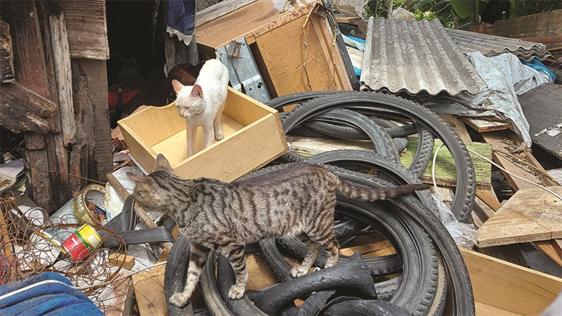 O combate a maus-tratos, ao abandono e à propagação de zoonoses, bem como o auxílio a animais errantes e domiciliados de indivíduos com característica de acumulação fazem parte das ações da Secretaria Municipal do Meio Ambiente (SMMA) de Curitiba, por meio de sua Rede de Proteção Animal. Créditos: Jéssica Moreira de Paula 