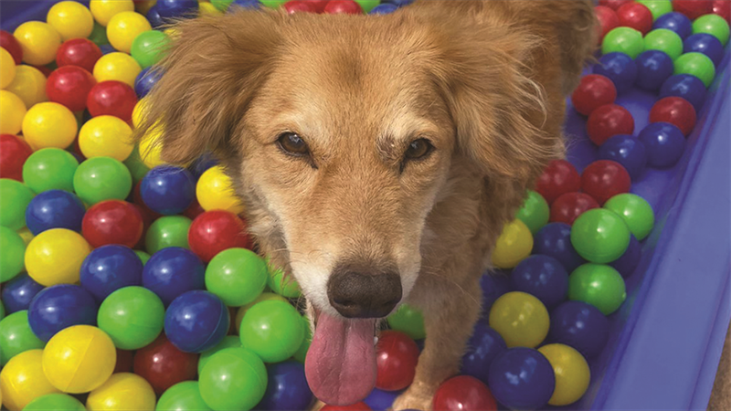 Um dos cães disponíveis para adoção nos abrigos, em piscina de bolinhas. A melhora na saúde e bem-estar dos animais abrigados também se traduz em aumento de suas chances de adoção 