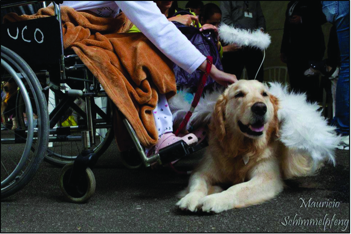 Interações assistidas por cães devidamente acompanhados por médicos-veterinário permitem que levem alegria e relaxamento a pessoas necessitadas e preservam a saúde desses animais. 
Créditos: Mauricio Schimmelpfeng 