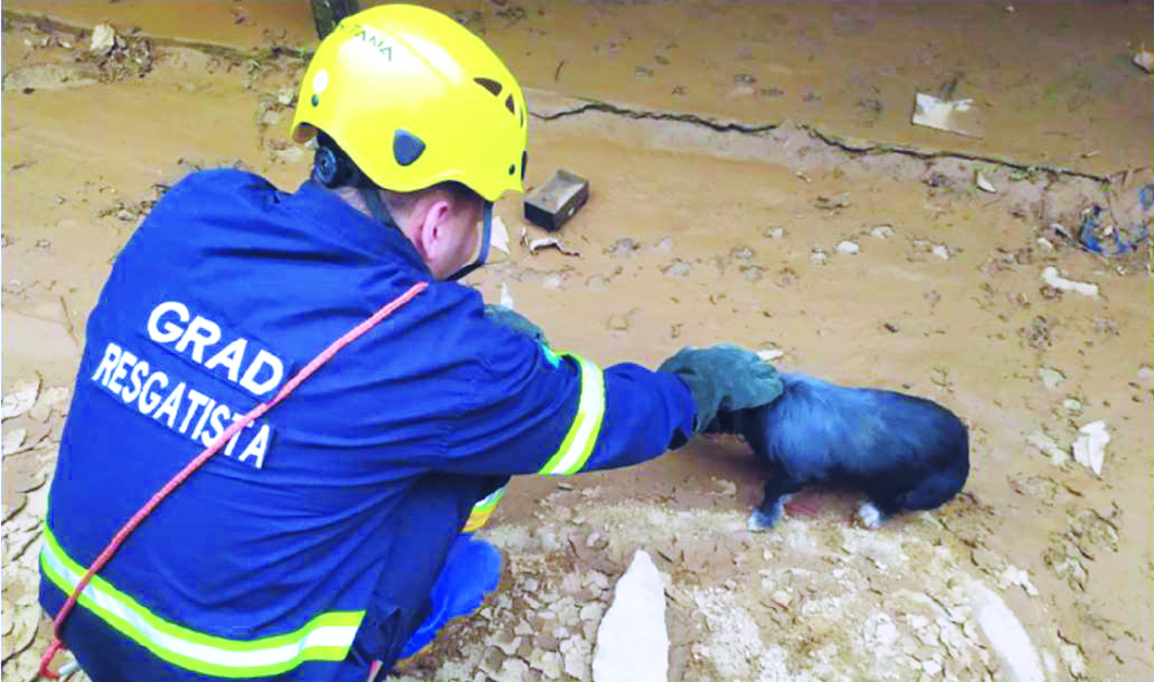 Resgatista em aproximação a animal em área de risco. Créditos: Grad Brasil 