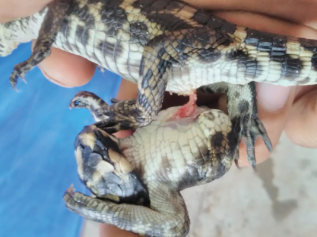 Filhote de jacaré-do-pantanal (Caiman yacare) e um parasito incompleto unidos pelo mesmo cordão umbilical. Créditos: Eduardo José da Silva Borges 