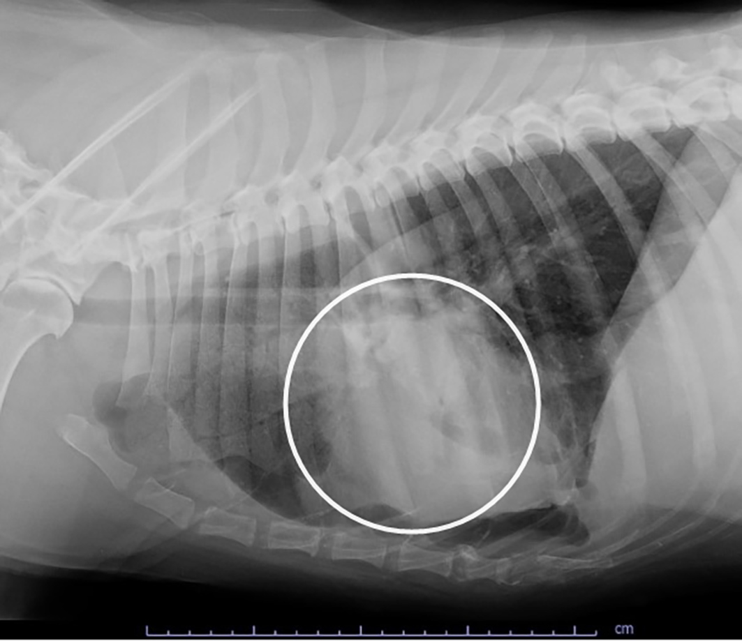 Radiografia torácida em cadela de dezessete anos evidenciando lobo cranial esquerdo torcido, com intenso padrão alveolar e mudança do trajeto do brônquio. Créditos: Serv.  Diag. por Imagem - FMVZ/USP 