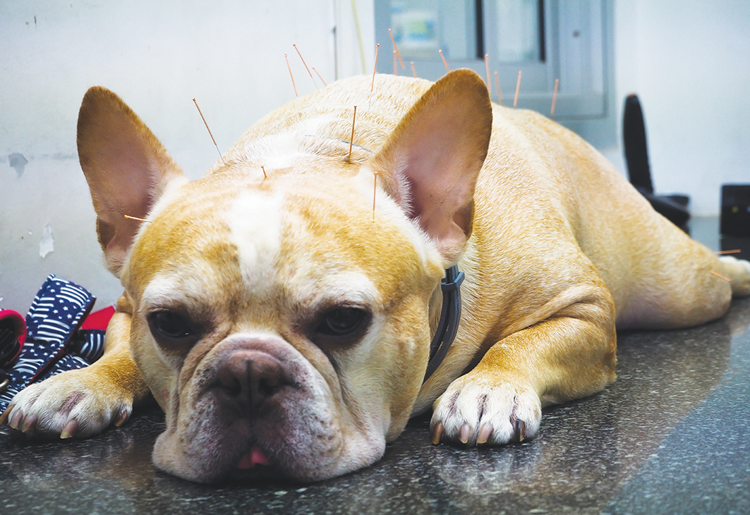 Cão recebendo tratamento de acupuntura. Créditos: vanchai tan 