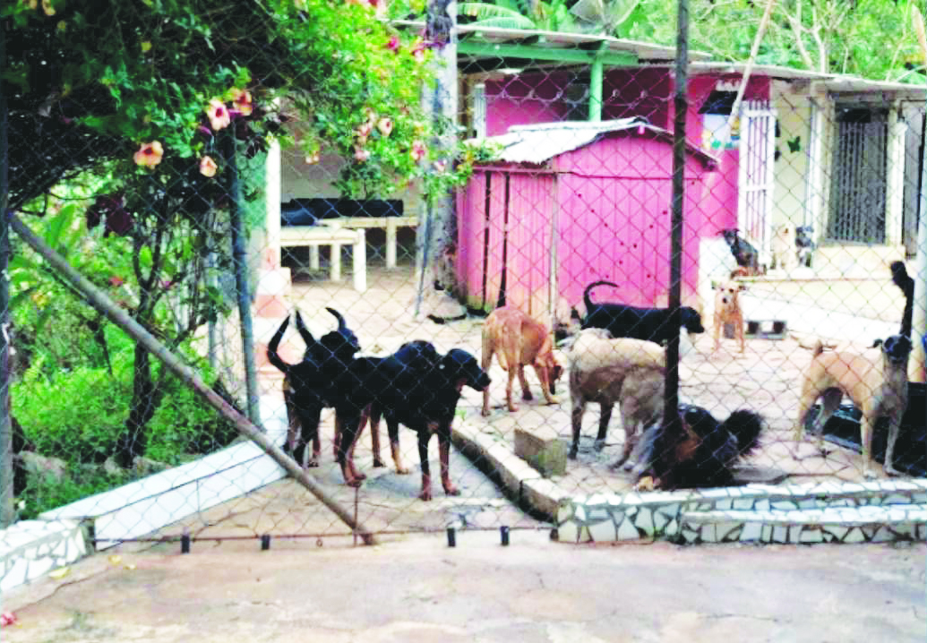 Abrigo de cães parceiro do Projeto Abrigos, realizado pela UFPR e o Instituto PremieRpet. Créditos: Lucas Galdioli 