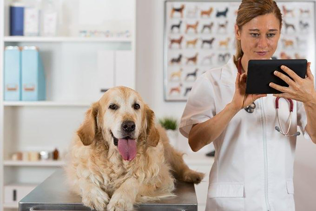 Créditos: Divulgação Royal Canin® 