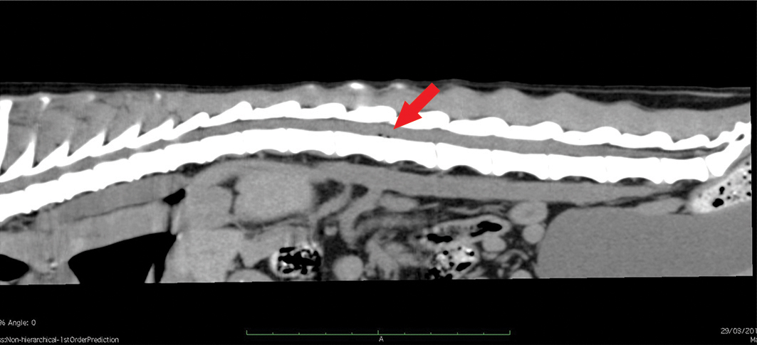 Imagem sagital de coluna em cão com fenômeno de vácuo (setas) em região de L1-L2. Créditos: VCI/FMVZ/USP 