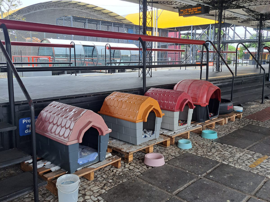 Local de alimentação e abrigo dos cães comunitários do Terminal do Carmo cuidado pelos mantenedores da região (2023). Créditos: Lorena de Oliveira 