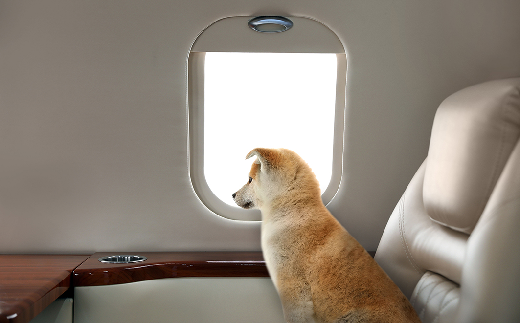 Cão transportado em cabine de avião. Créditos: New Africa 