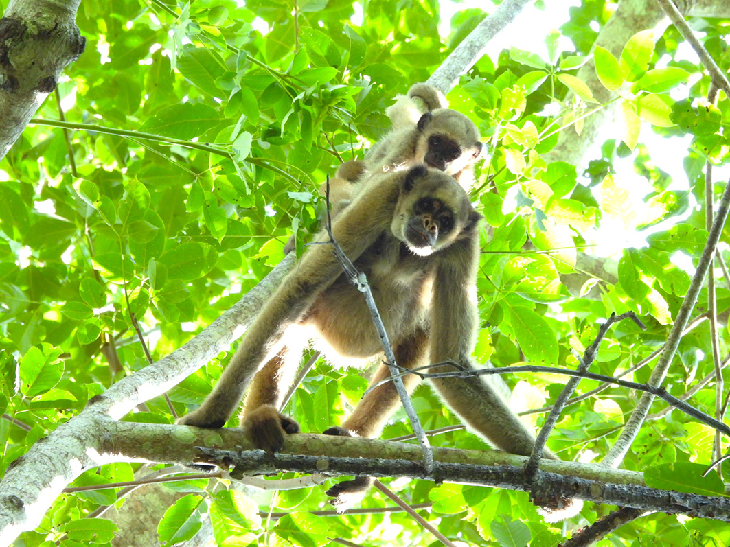 Fêmea e filhote de muriqui-do-norte (Brachyteles hypoxanthus) no Parque Estadual do Rio Doce. Créditos: Júnior Cabral 