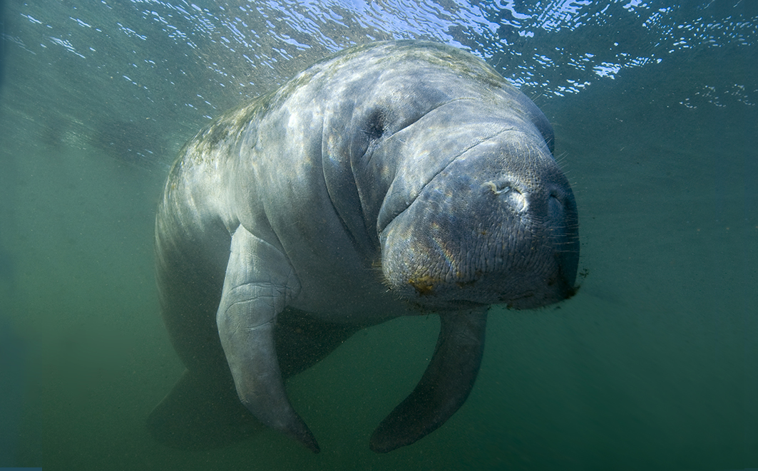 Florida Manatee in Crystal River sanctuary 