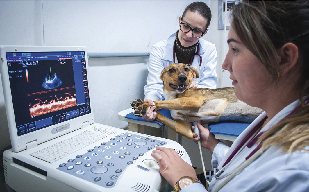 Com o constante crescimento e aperfeiçoamento da cardiologia veterinária, associado à disponibilidade cada vez maior de equipamentos de referência para diagnóstico, como tomografia e ressonância magnética, os animais doentes têm
recebido atenção médica quase equivalente à de seus tutores. Créditos: Samira Chami Neves (Comunicação Social, UFPR) 